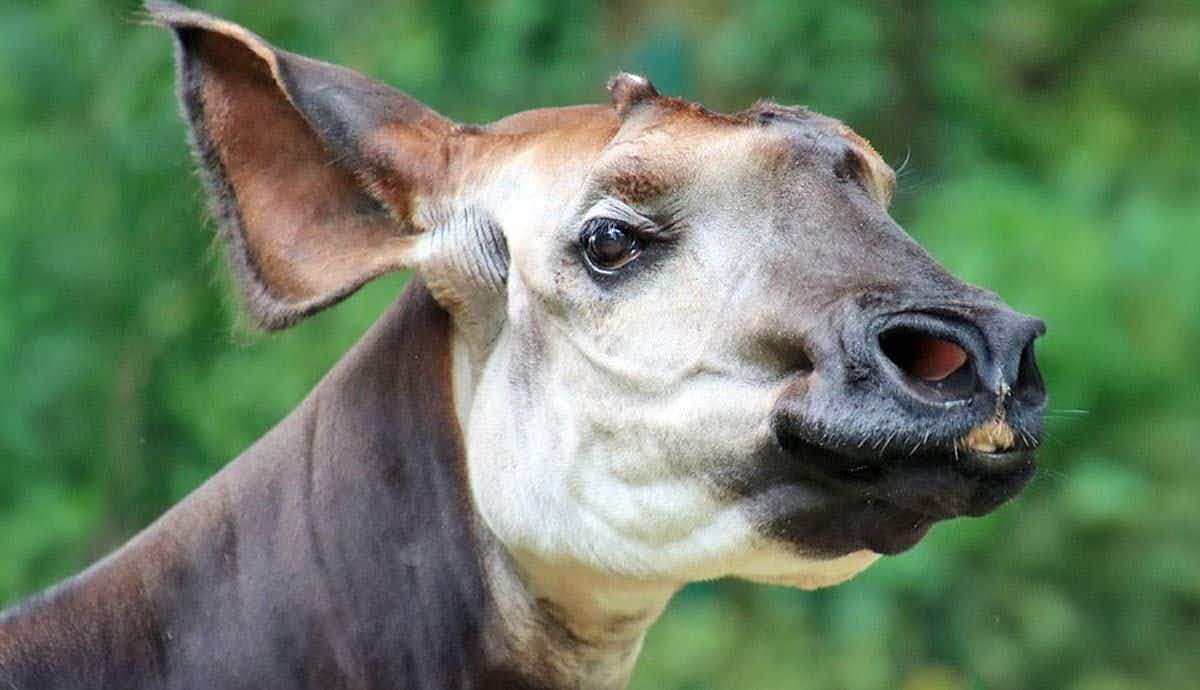 5 Amazing Facts About the Okapi