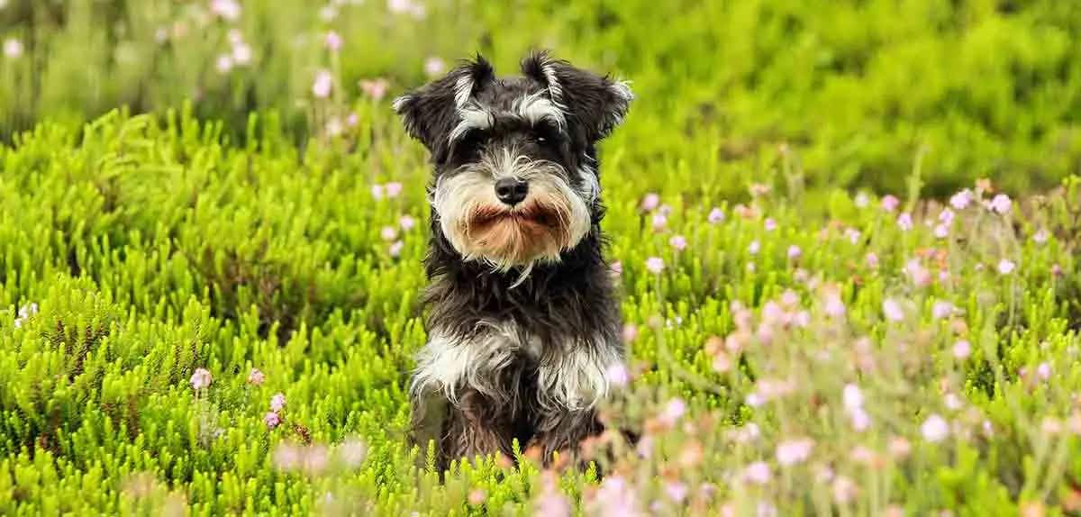 fluffyschnauzer