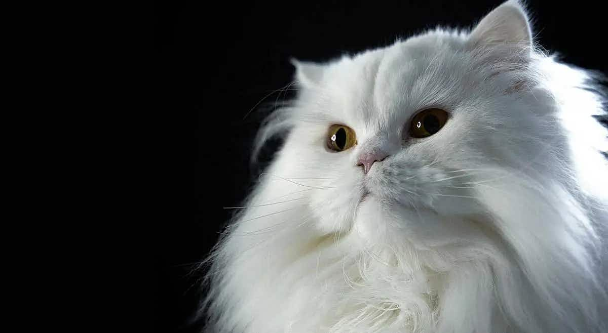 persian cat black background