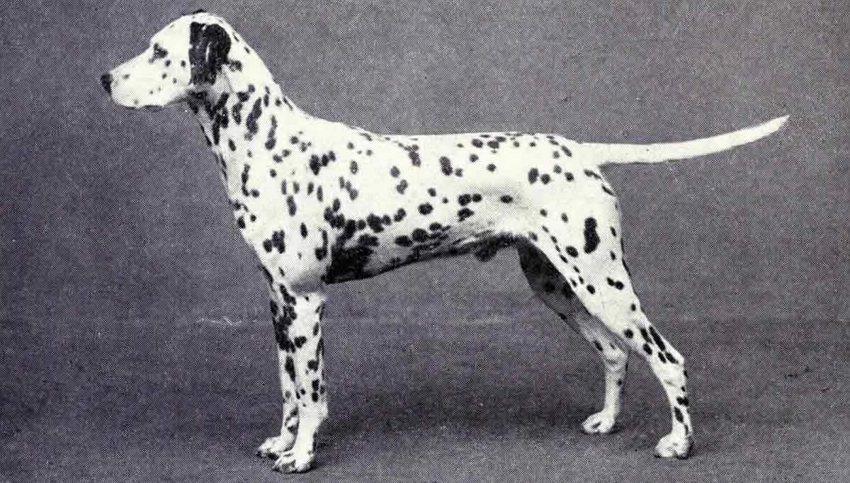 historical dalmatian