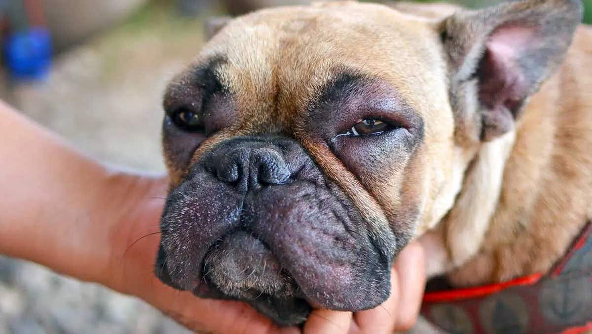 boxer dog experiencing allergic reaction