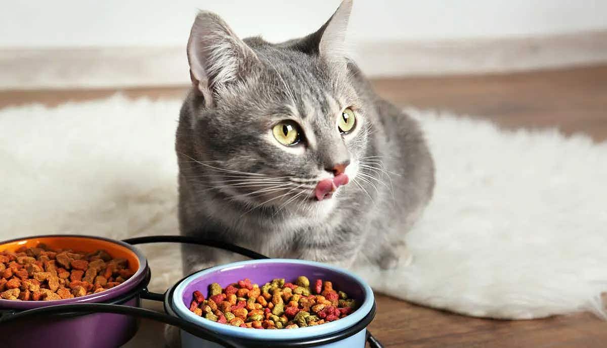 gray tabby cat eating