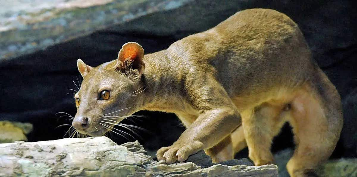 fossa madagascar