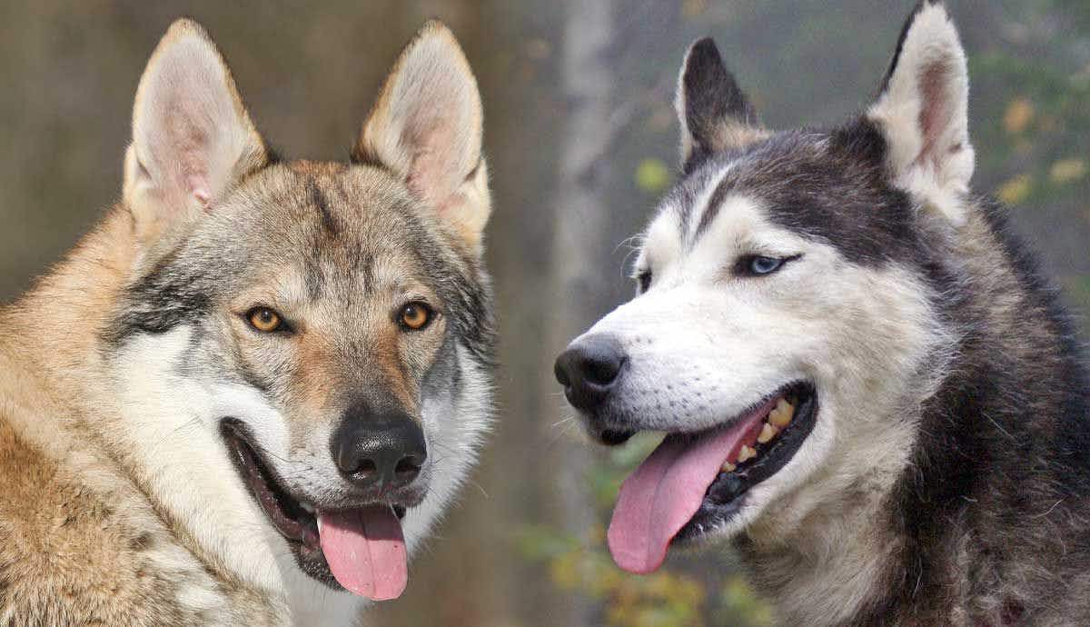 10 Most Wolf Like Dog Breeds