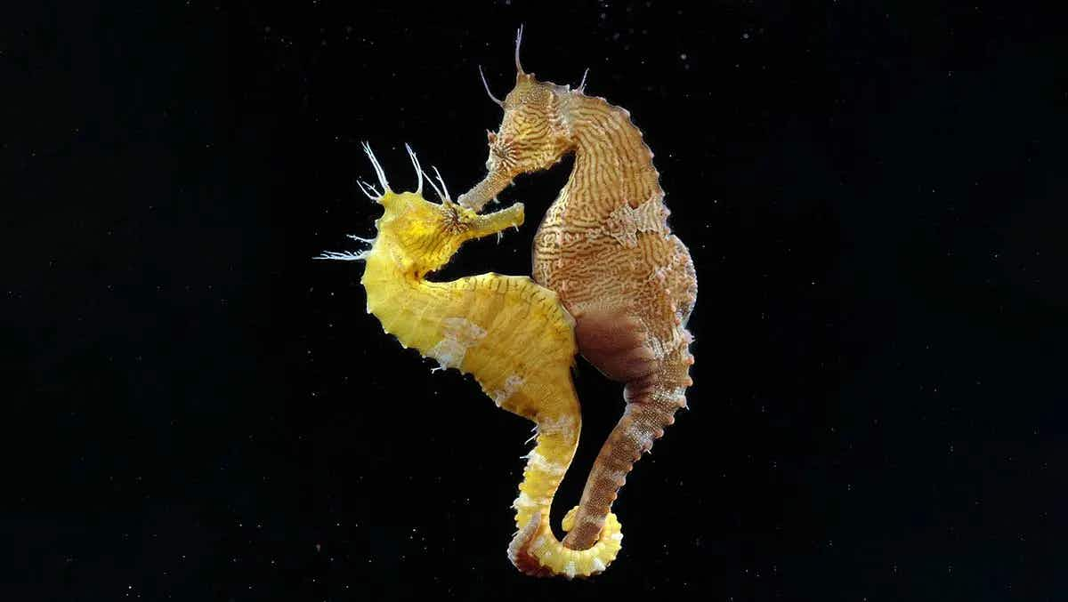 seahorses entwined romance love