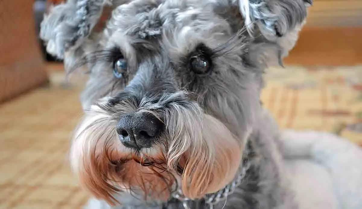 close up of mini schnauzer