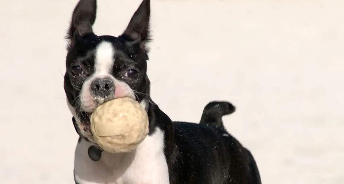 black and white boston terrier