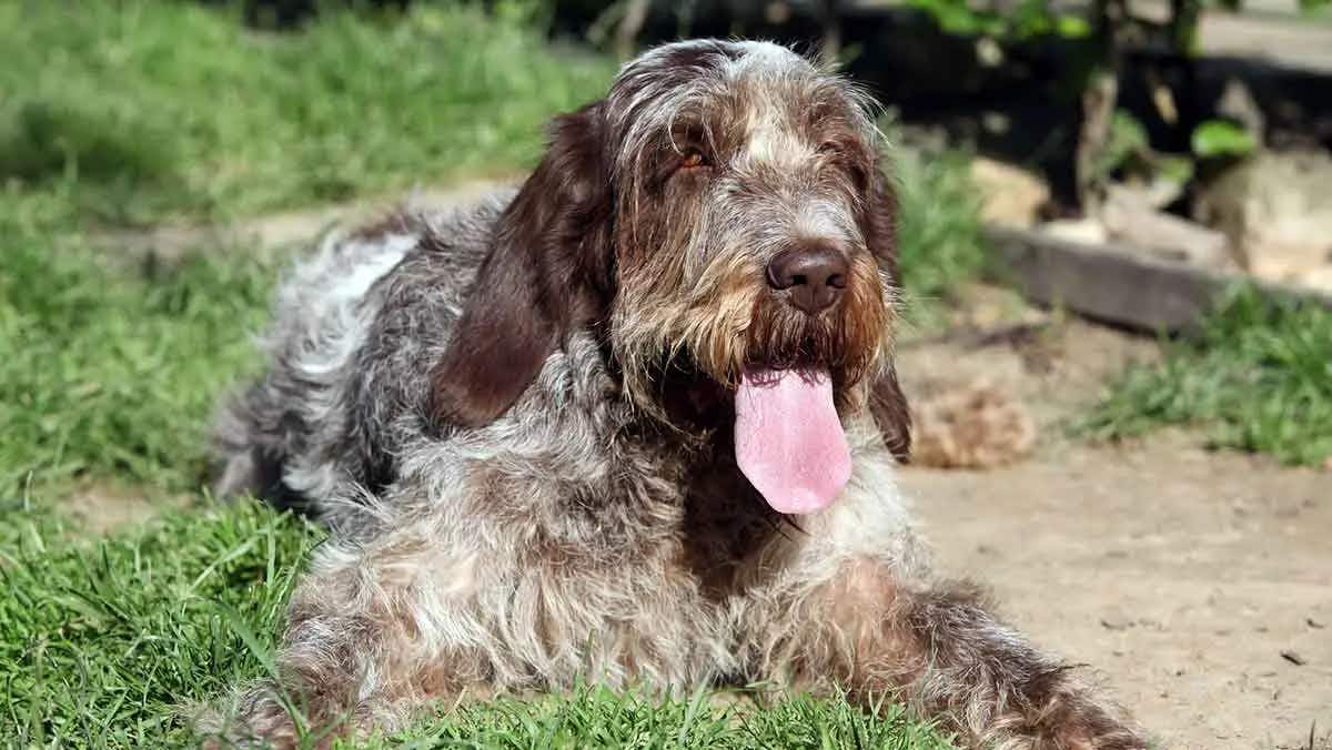 spinone italiano laying on grass