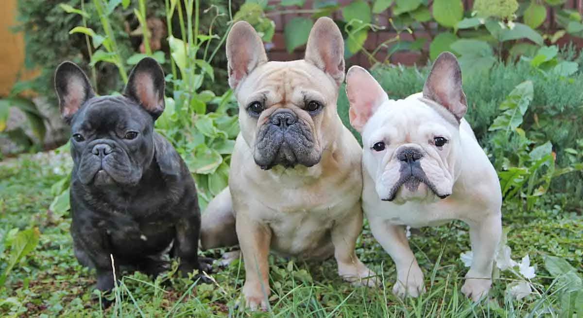 three french bulldogs