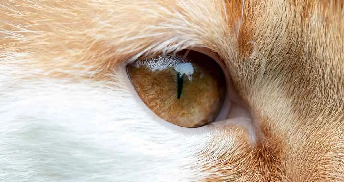 black orange cat eye