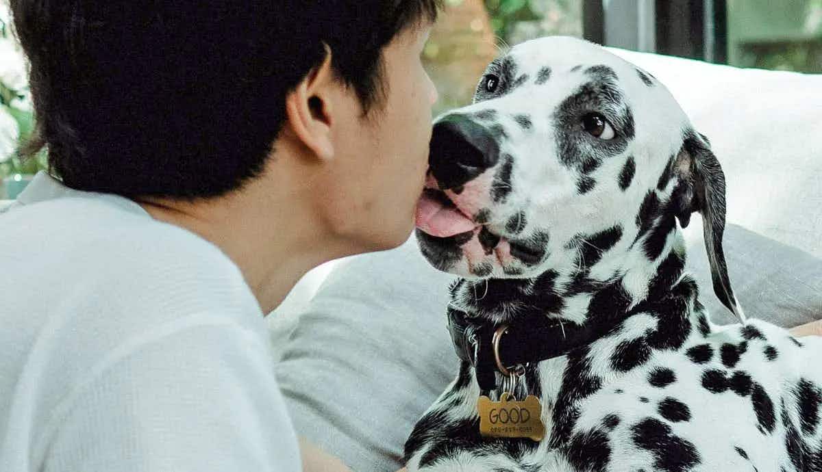 things to consider before getting dalmatian