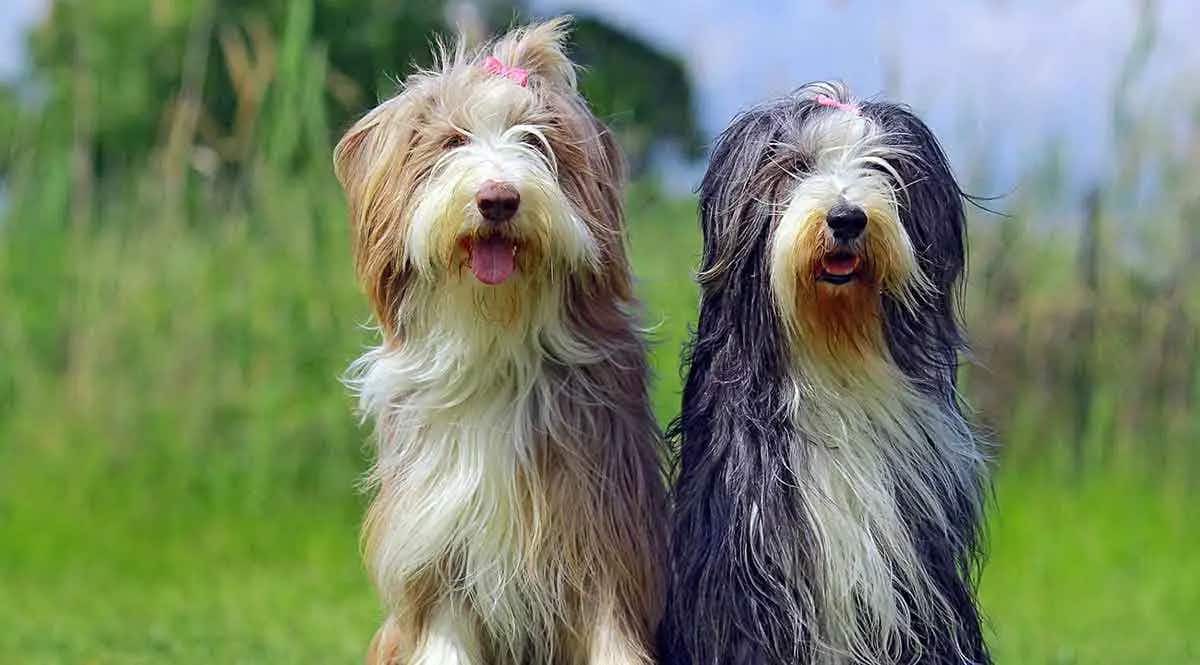 two bearded collie dog sitting together