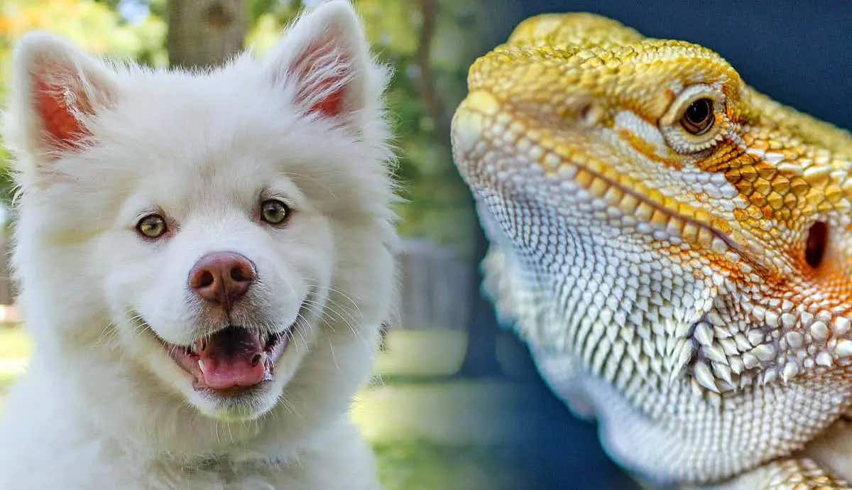 can dog and bearded dragon be friends