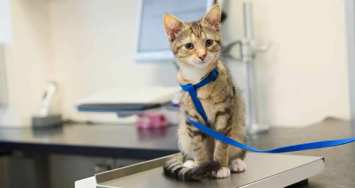 cat at vet office