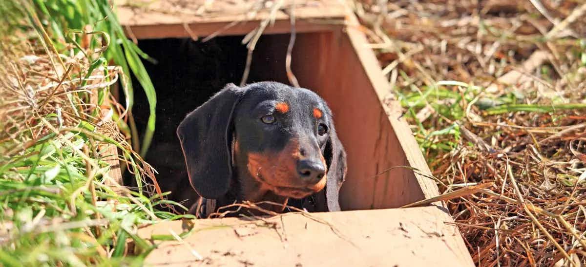 dachshund completing earthdog test