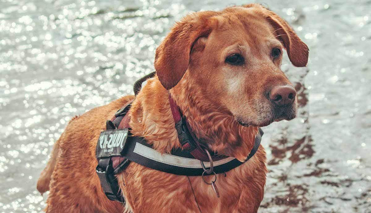 Understanding Alert Dogs: Roles, Training, and Benefits