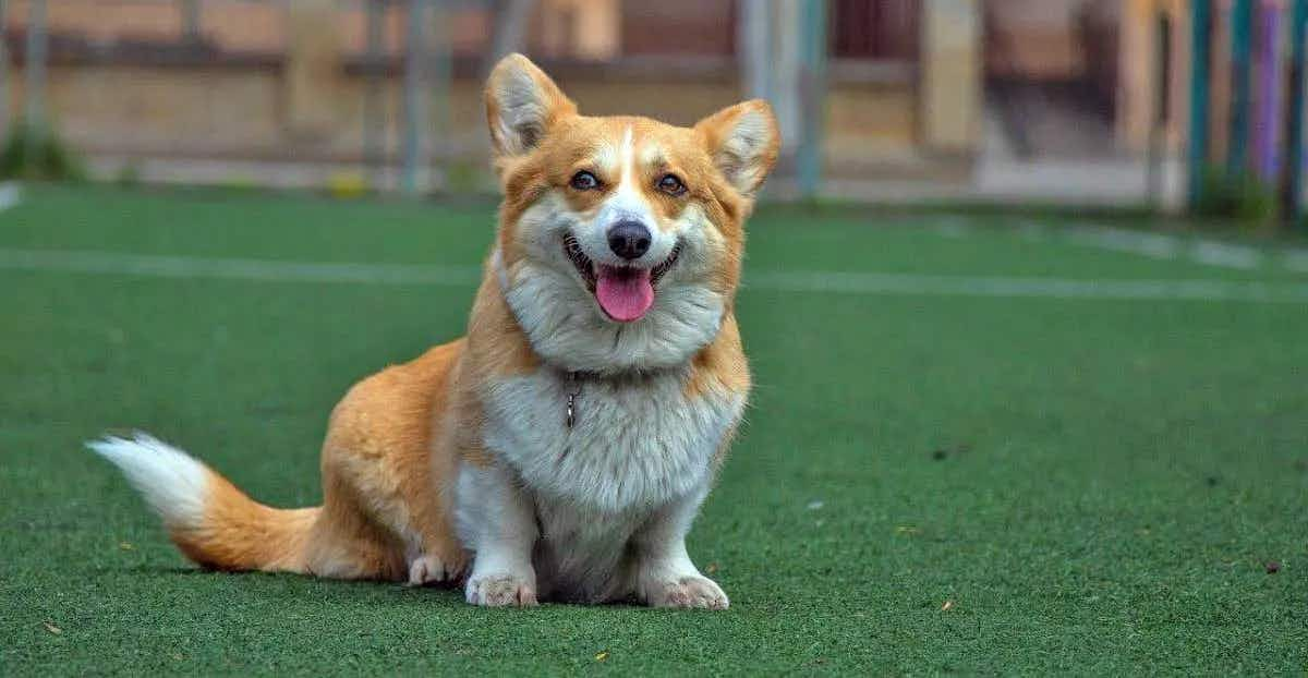 corgi sitting