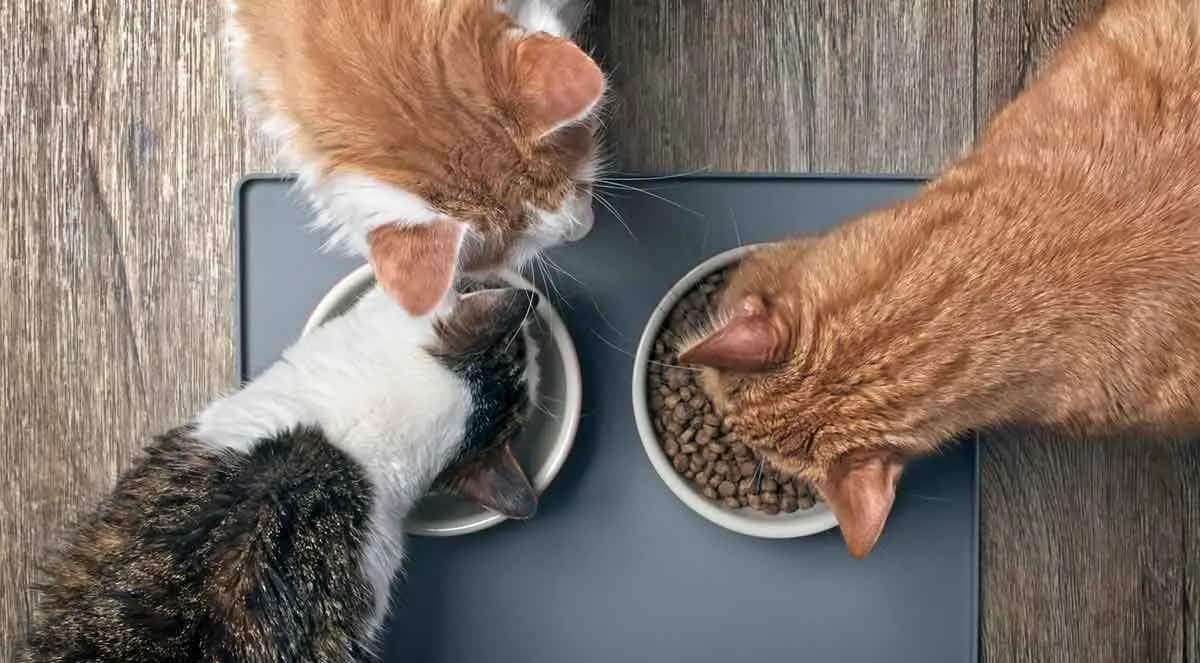 cats eating together