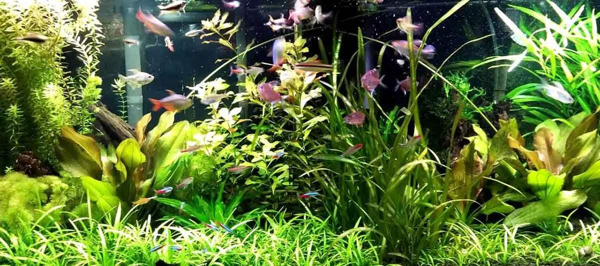 overstocked tetra tank