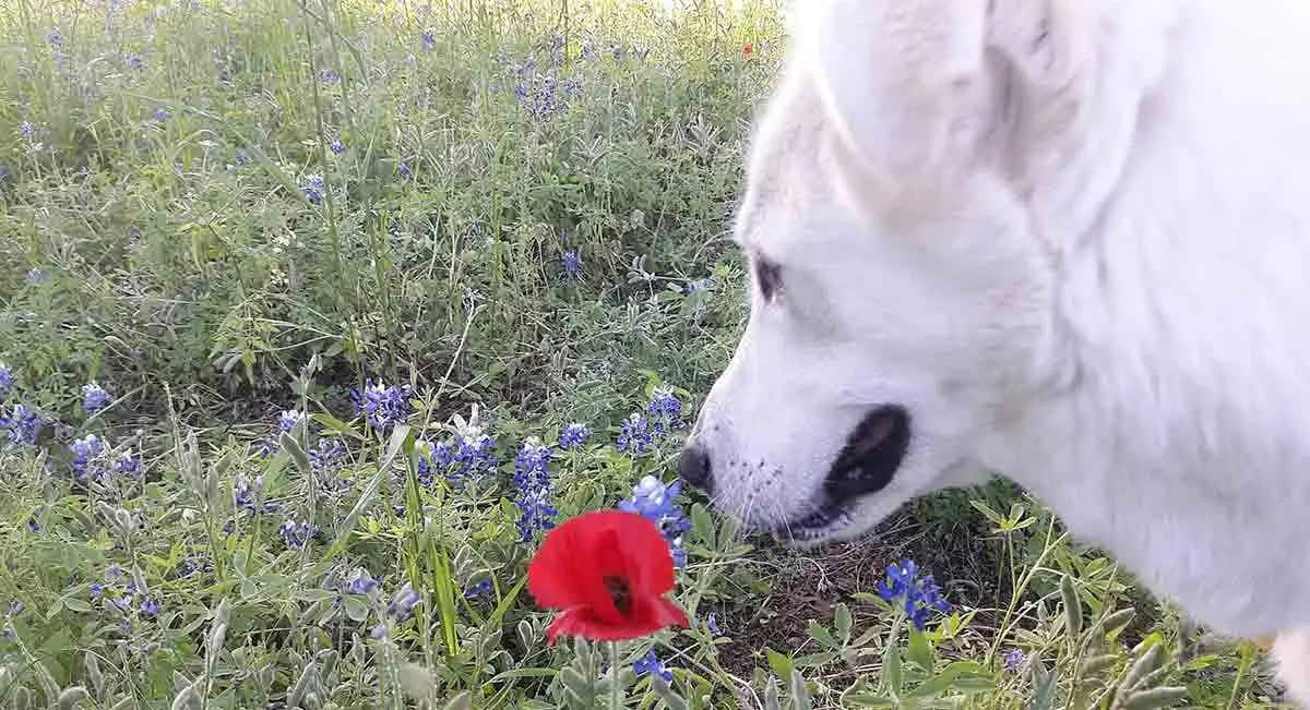 dog smelling a flower