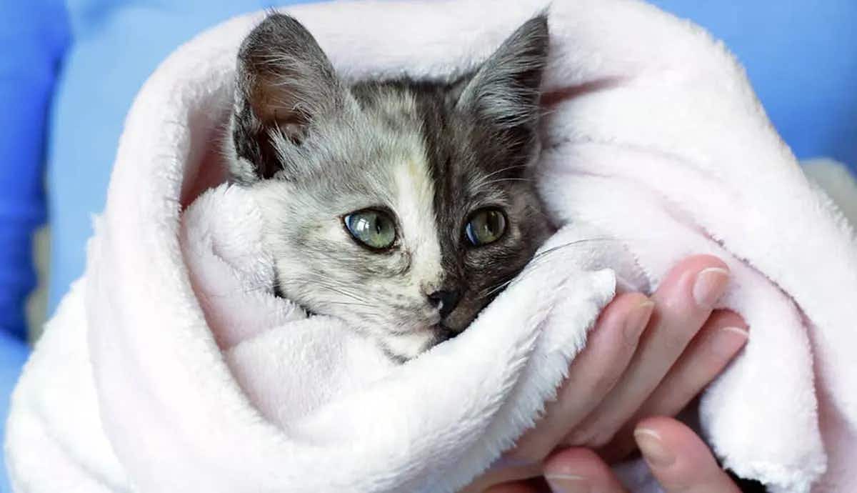 fading kitten syndrome symptoms treatments