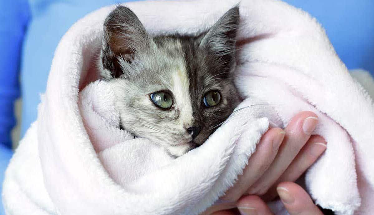 Fading Kitten Syndrome: Symptoms & Treatments
