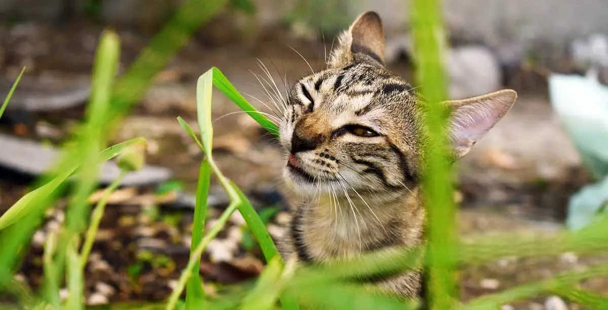 cat eating grass