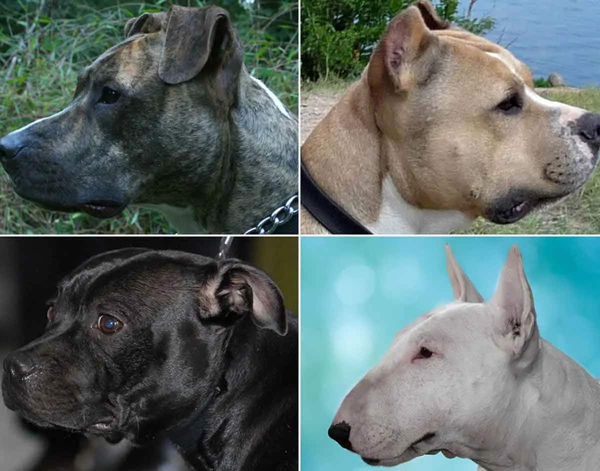different terrier types