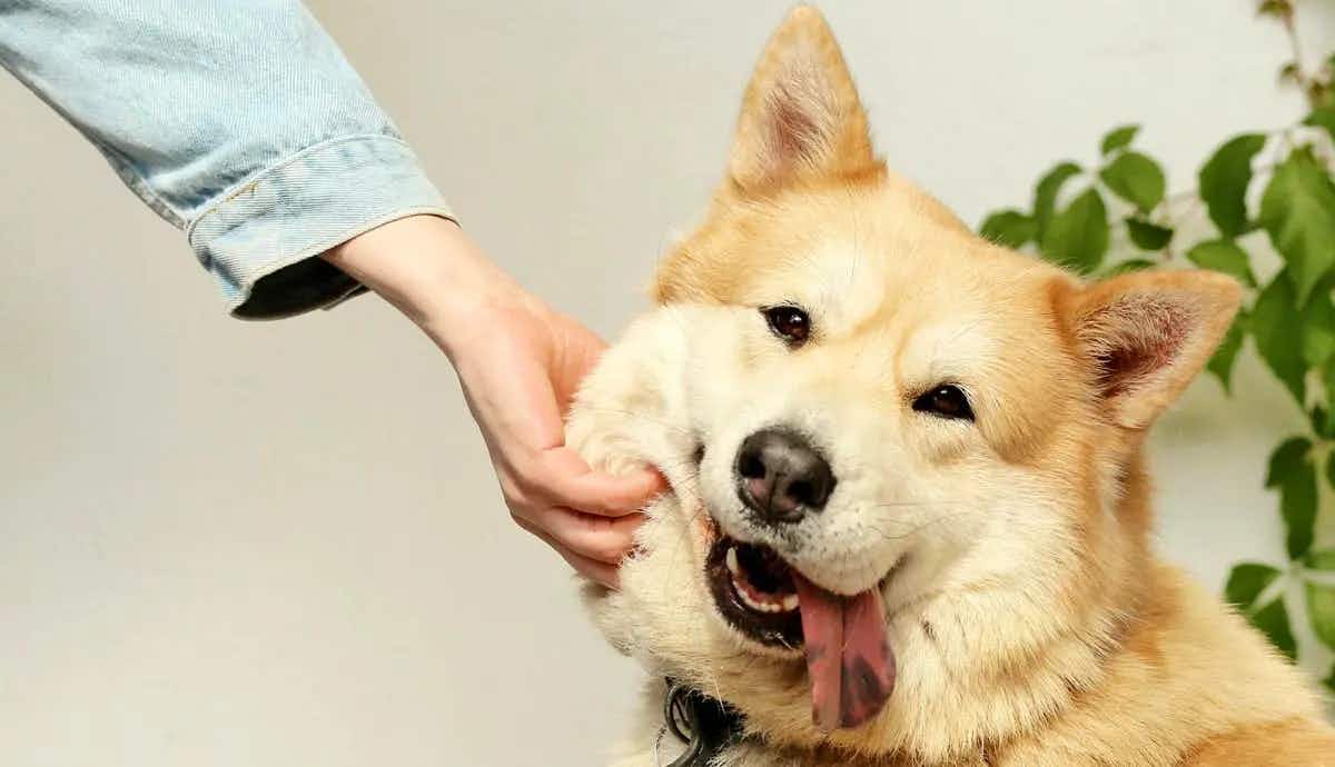 adopting senior dog what to know
