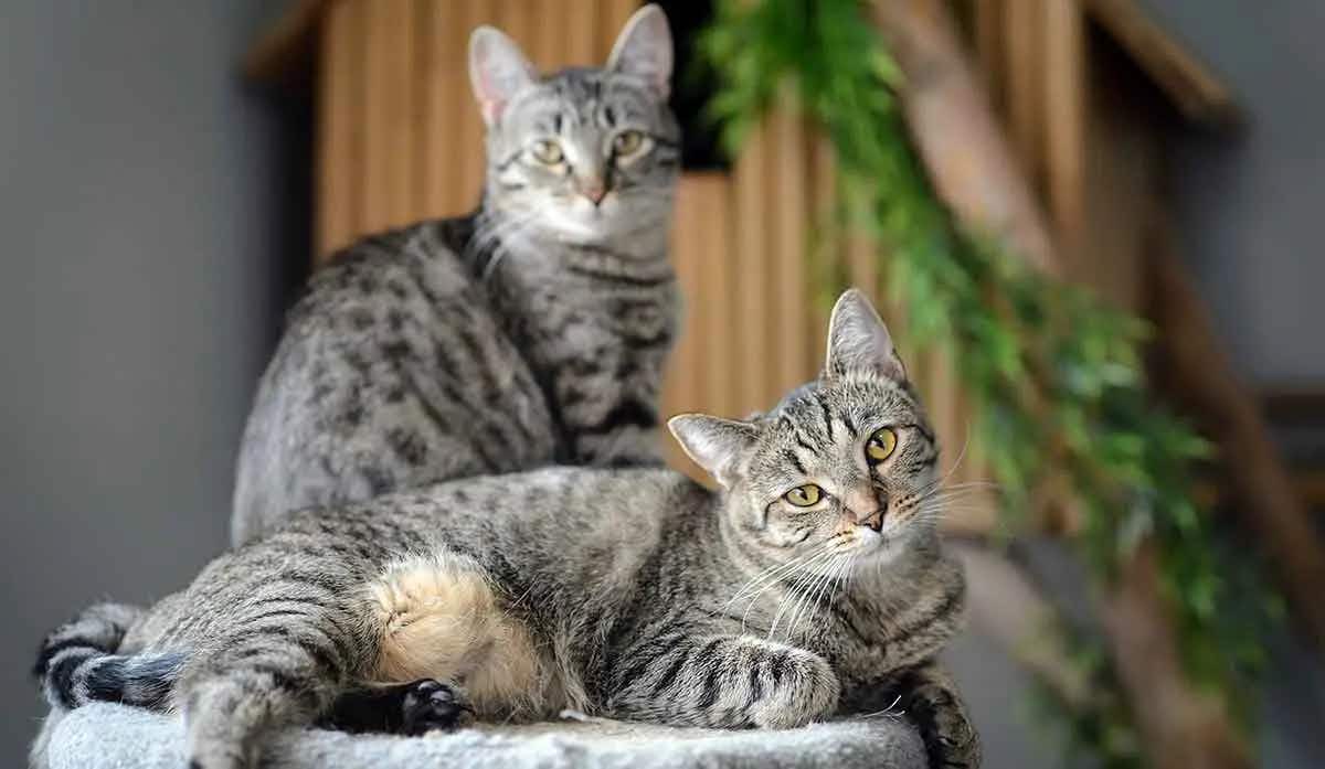2 cats on perch