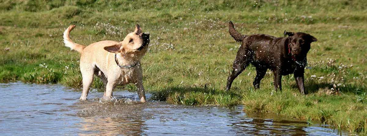 labs playing in water