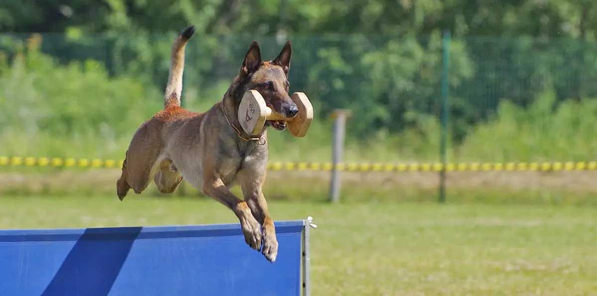 belgian shepherd malinois agility training with weight in mouth