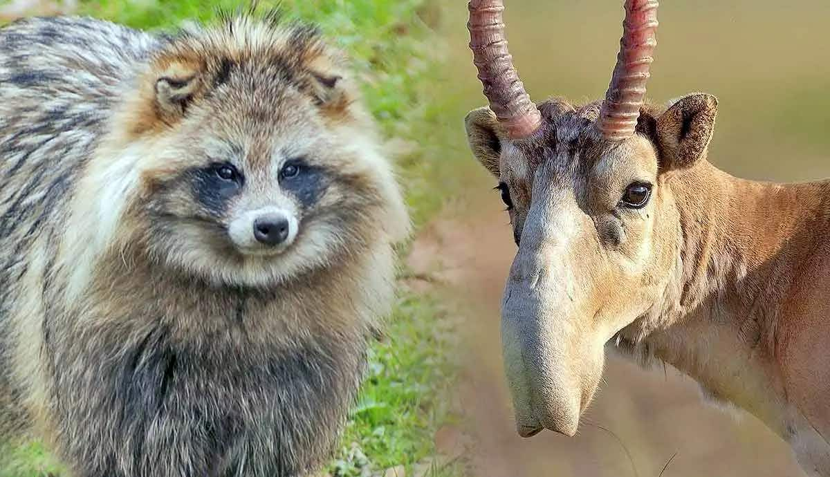 unique animals that you wont believe exist