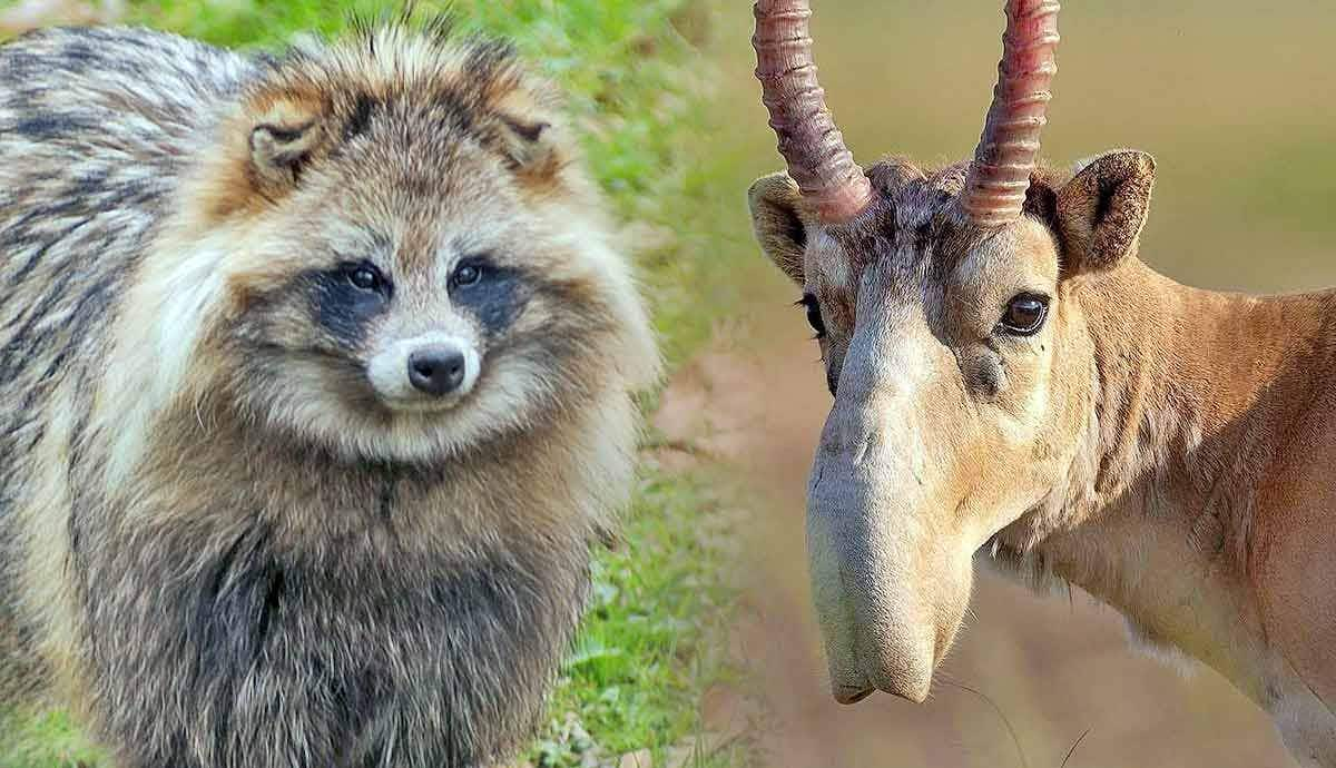 9 Unique Animals That You Won’t Believe Exist