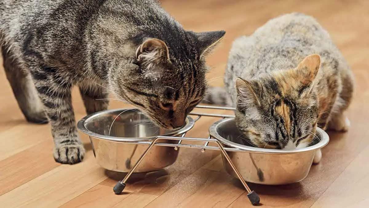 cats eating together