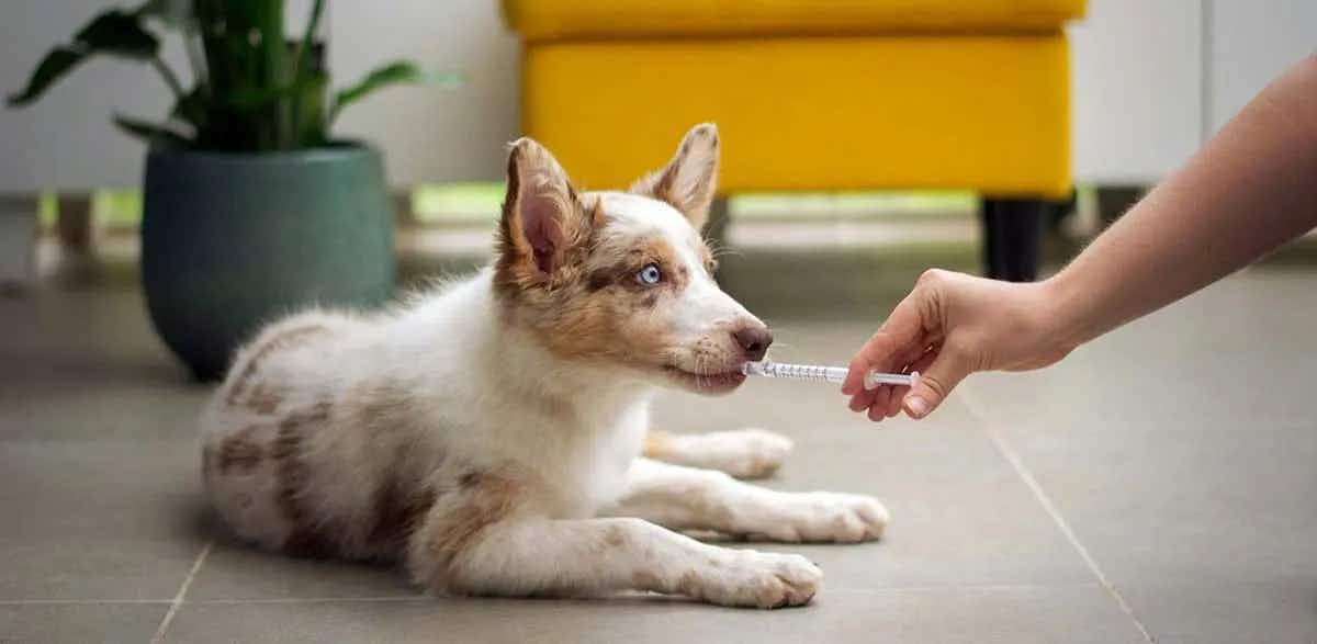 person giving dog treatment