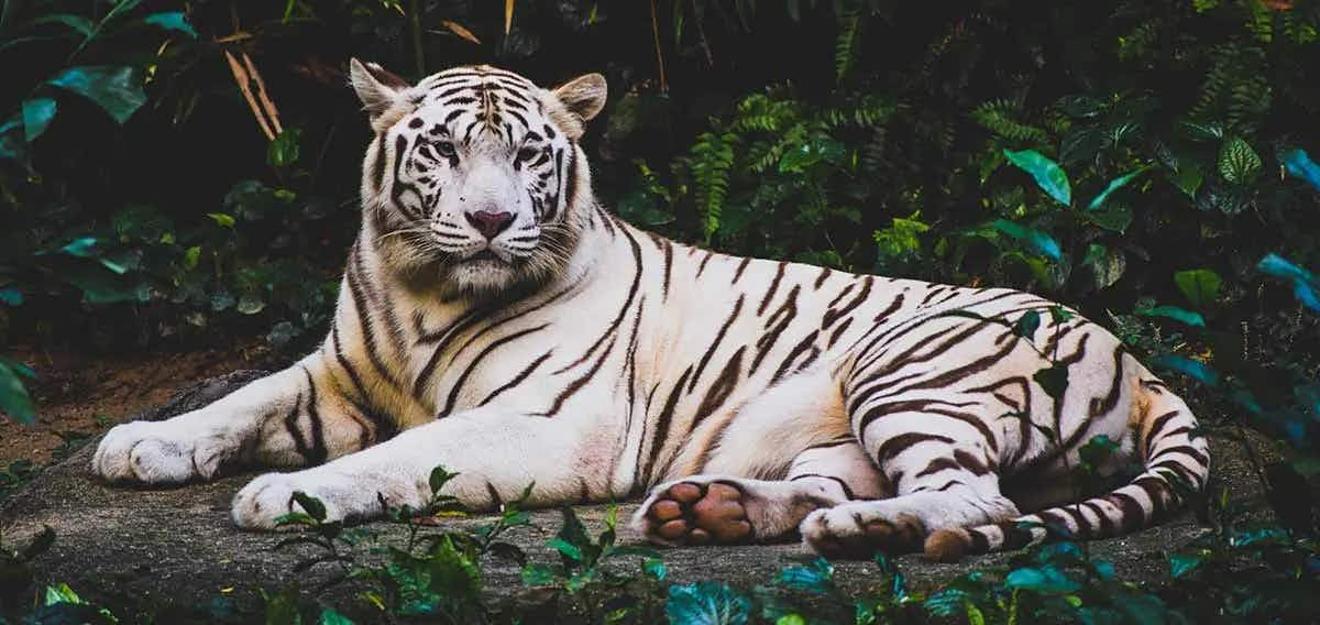 wild white tiger