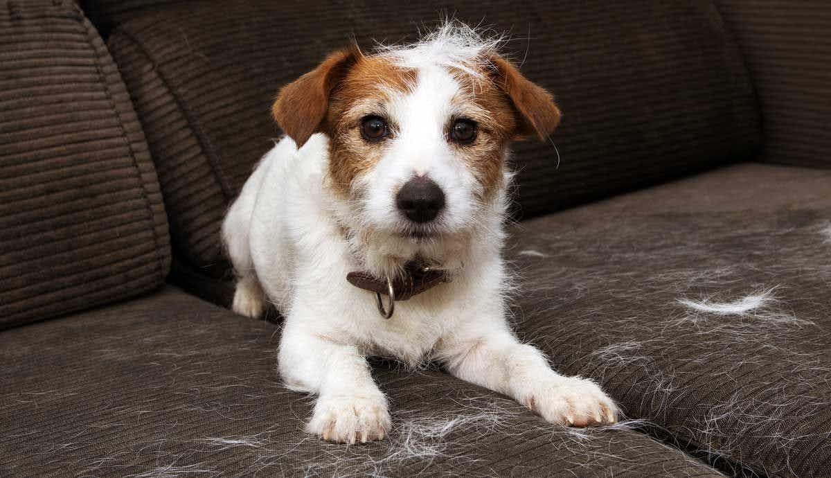 7 Reasons Why Your Dog Keeps Shedding Hair