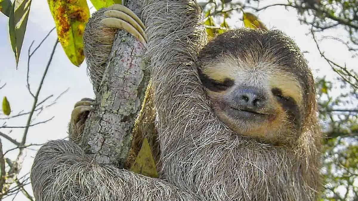 sloth in a tree