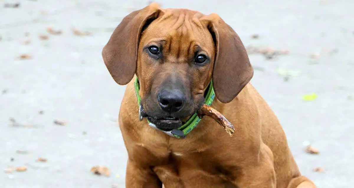 rhodesian ridgeback puppy with stick in mouth