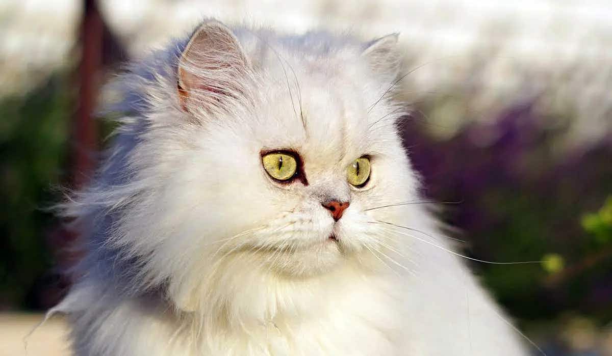white persian cat grass