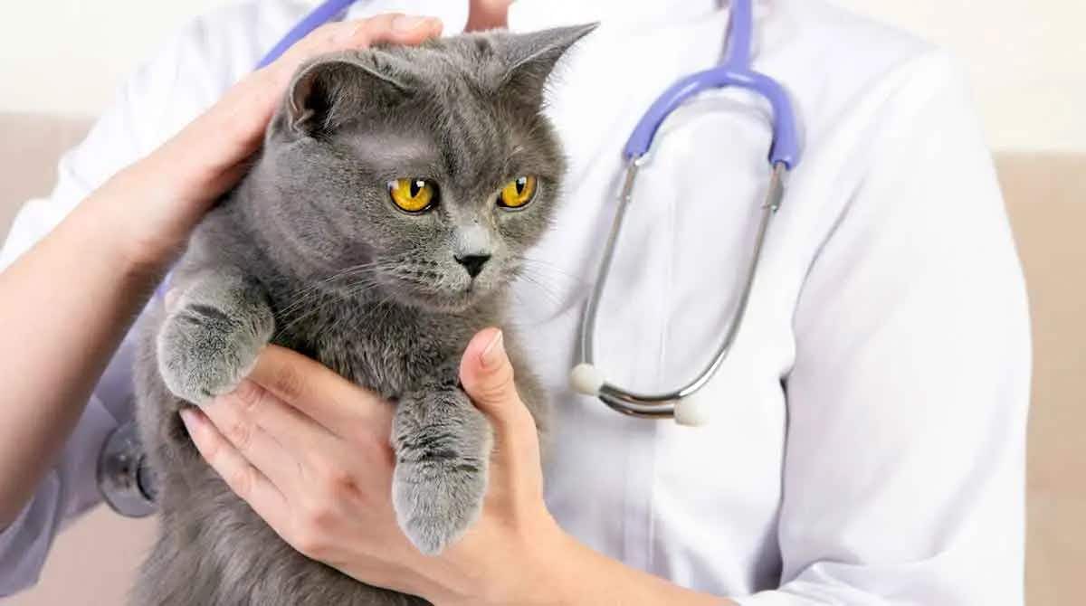 cat depression veterinarian