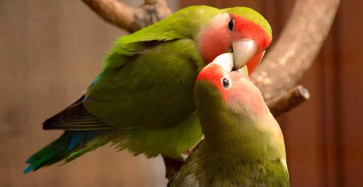 love birds kissing romance