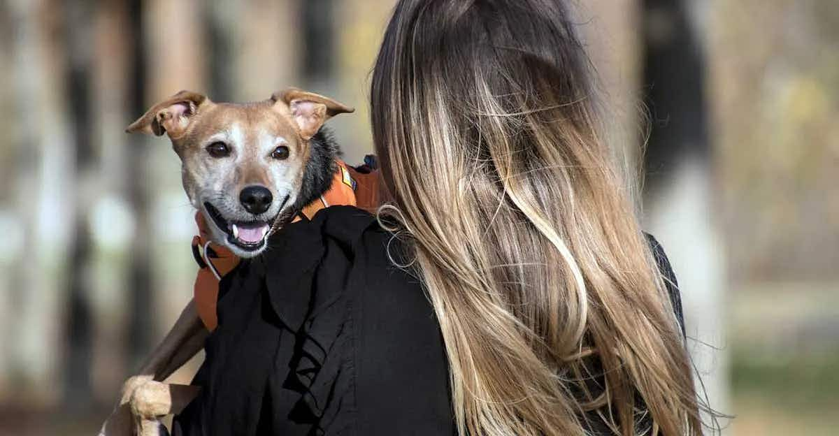 dog owner carrying dog