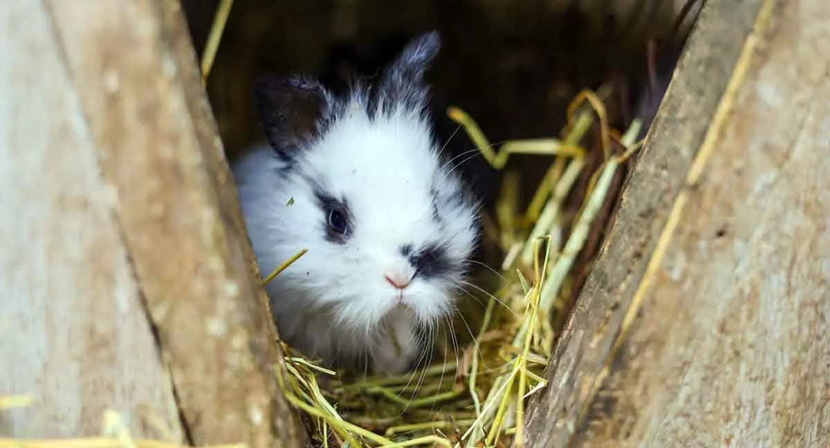 bunny rabbit nestled in hiding space