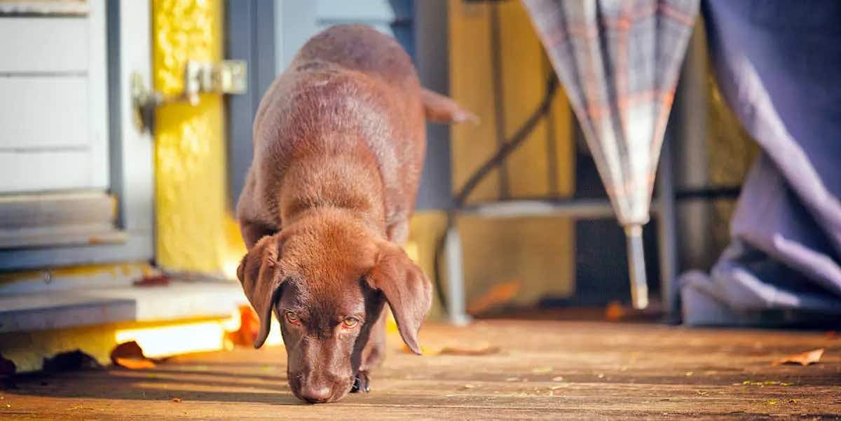 chocolate labrador tracking scents