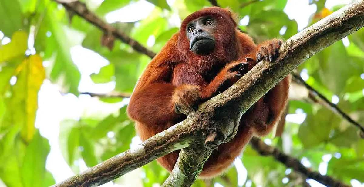 Red_howler_monkey_Manu_national_park