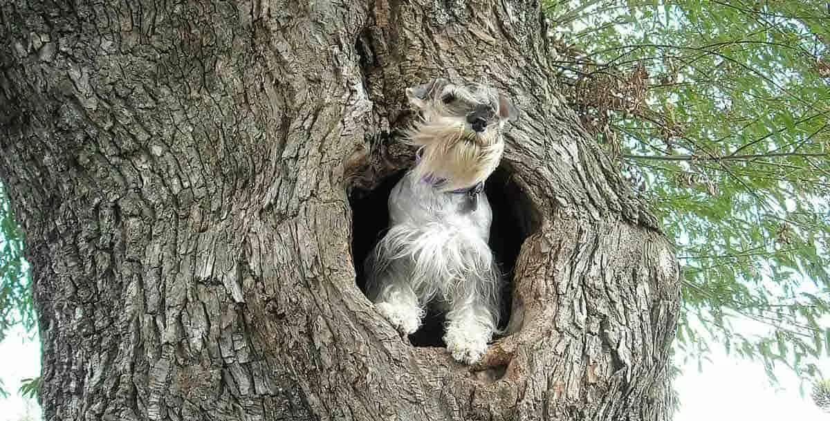 schnauzer in a tree