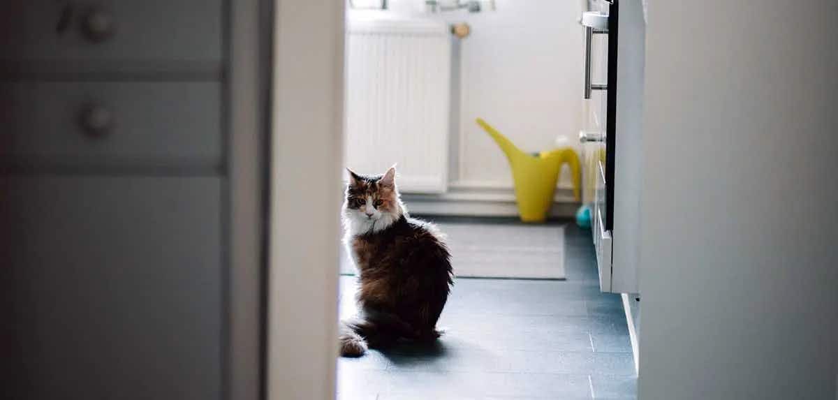 cat standing bathroom