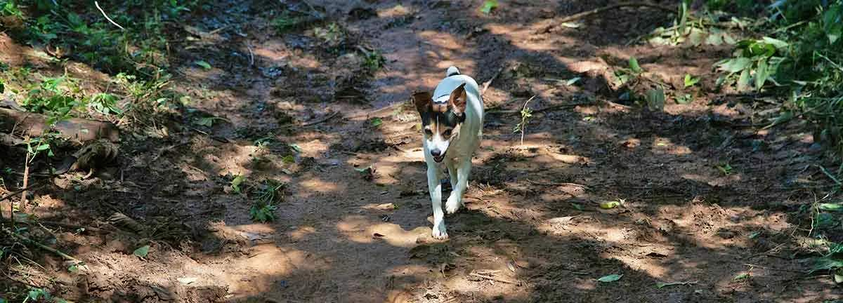 tri color terrier dog running down path